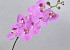 Phalaenopsis Spray Pink 88cm