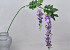 Garden Wisteria Lilac 135cm