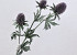 Thistle Spray Purple 78cm