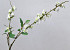 Kirschblütenzweig Weiß 115cm