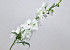 Delphinium Spray White 91cm