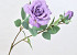 Tintagel Spray Rose Lavender 63cm