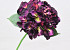 Hydrangea Dark Purple 40cm