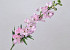 Delphinium Spray Pink 91cm