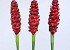 Alpinia 90cm rouge