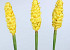 Alpinia 90cm jaune