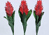Bromelia 45cm rouge