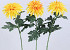 Dahlia Spider 65cm jaune