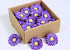 Gerbera 7cm pourpre 50-Pack