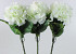 Hydrangea Giant 75cm white