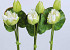 Lotusbloem 80cm wit