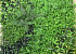 Groene Planten Mat 1x1m Mix