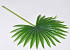 Fan Palm Groen 50cm