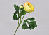 Ranunculus Yellow 35cm