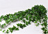 Ivy Hanger 180cm Green