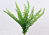 Boston Fern 48cm