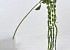 Amaranthus Grün 66cm