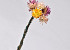Mini Bouquet Helichrysum 5pcs 30cm