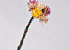 Minibosje Helichrysum 5St. 30cm