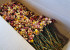 Minibosje Helichrysum 5St. 30cm