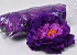 Peony D18cm Purple