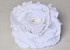 Roos D15cm Wit
