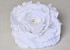 Rose D15cm Weiß