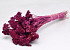 Bouquet Achillea Parker Violette 60cm