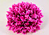 Chrysant D16cm Fuchsia