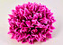 Chrysanthemum D16cm Fuchsia