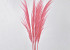 Pampas grass 90-110cm Light Pink