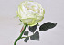 Tea Rose Green-White 33cm