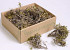 Mini Bonsai 12-18cm 10-Pack