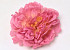 Peony D18cm Old Pink