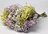 Limonium Mix 25pcs Big Pack