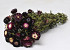 Helichrysum Donkerpaars 45cm