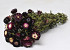 Helichrysum Violet Foncé 45cm