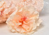 Hibiscus D14cm Peach