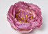 Peony D16cm Lilac