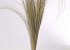 Beachgrass 140cm