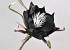 Blume Schaumstoff Schwarz, D 20cm