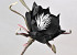 Foam Flower black, D 20cm