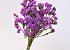 Statice Sinuata Lilac 70cm