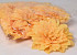 Dahlien Pfirsich D20cm 