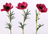 Anemone 30cm red