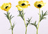Anemone 30cm yellow