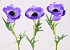 Anemone 30cm purple