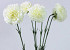 Dianthus 55cm blanc