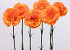 Carnation 55cm orange