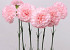 Anjer 55cm roze